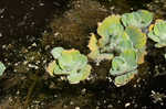 Water lettuce